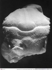 Historisches Foto von Goniodromites bidentatus (Reuss, 1858) (NHMW-AFW-GEO-BACHMAYER-FOTO-1990-0041-1490)